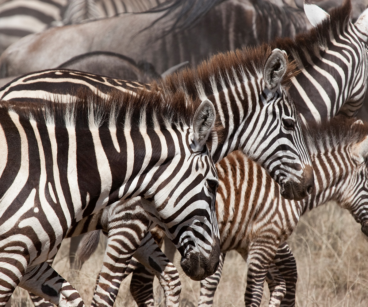 day trip to tarangire national park