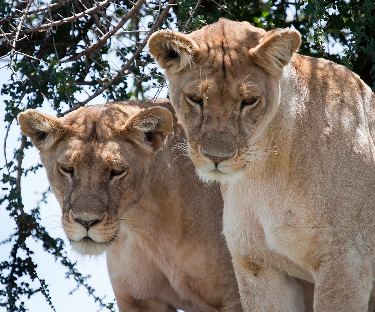 Day trip to lake manyara