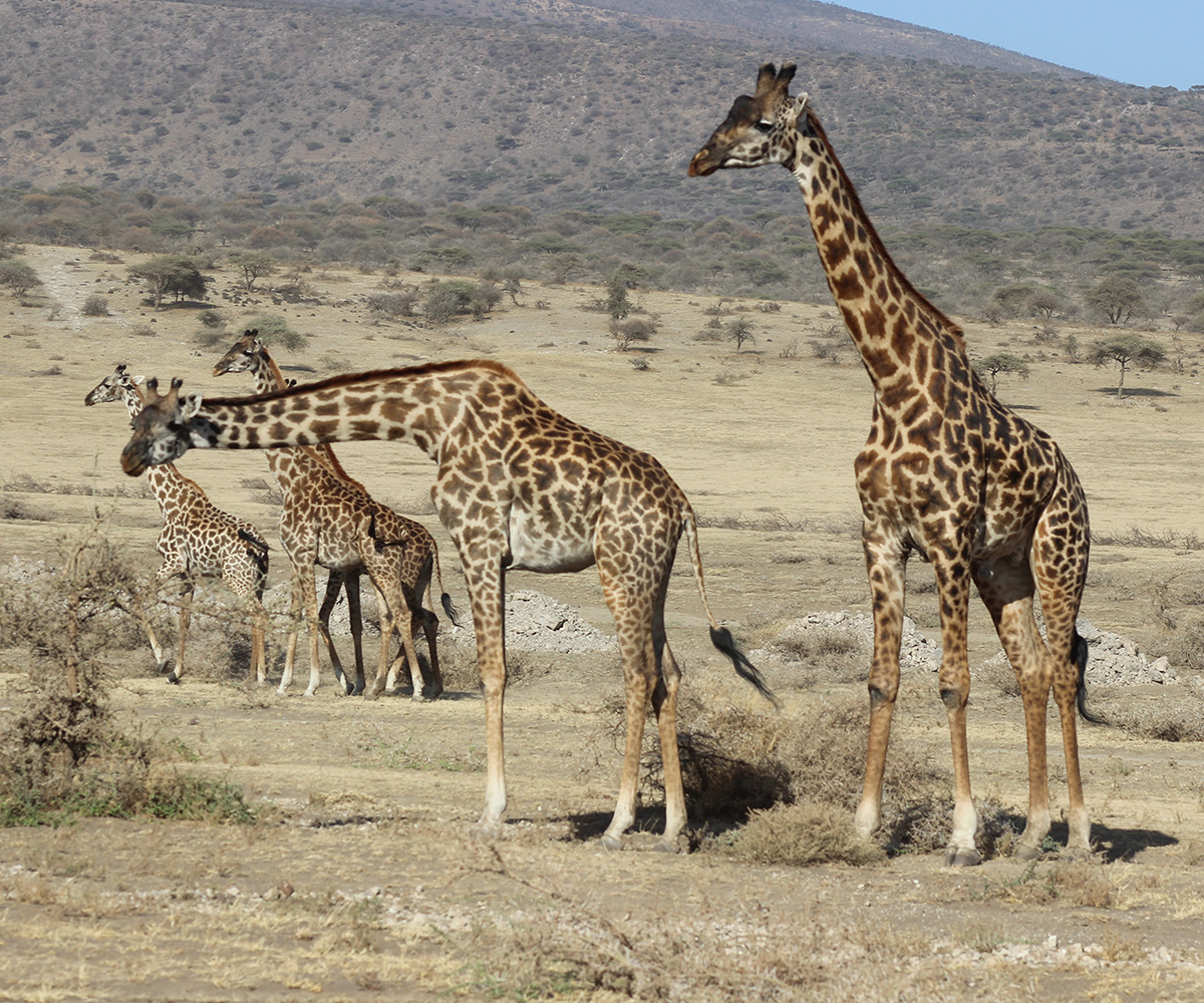 Day trip to ngorongoro